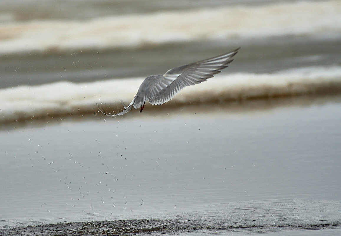 Орел - Игорь Шабалин
