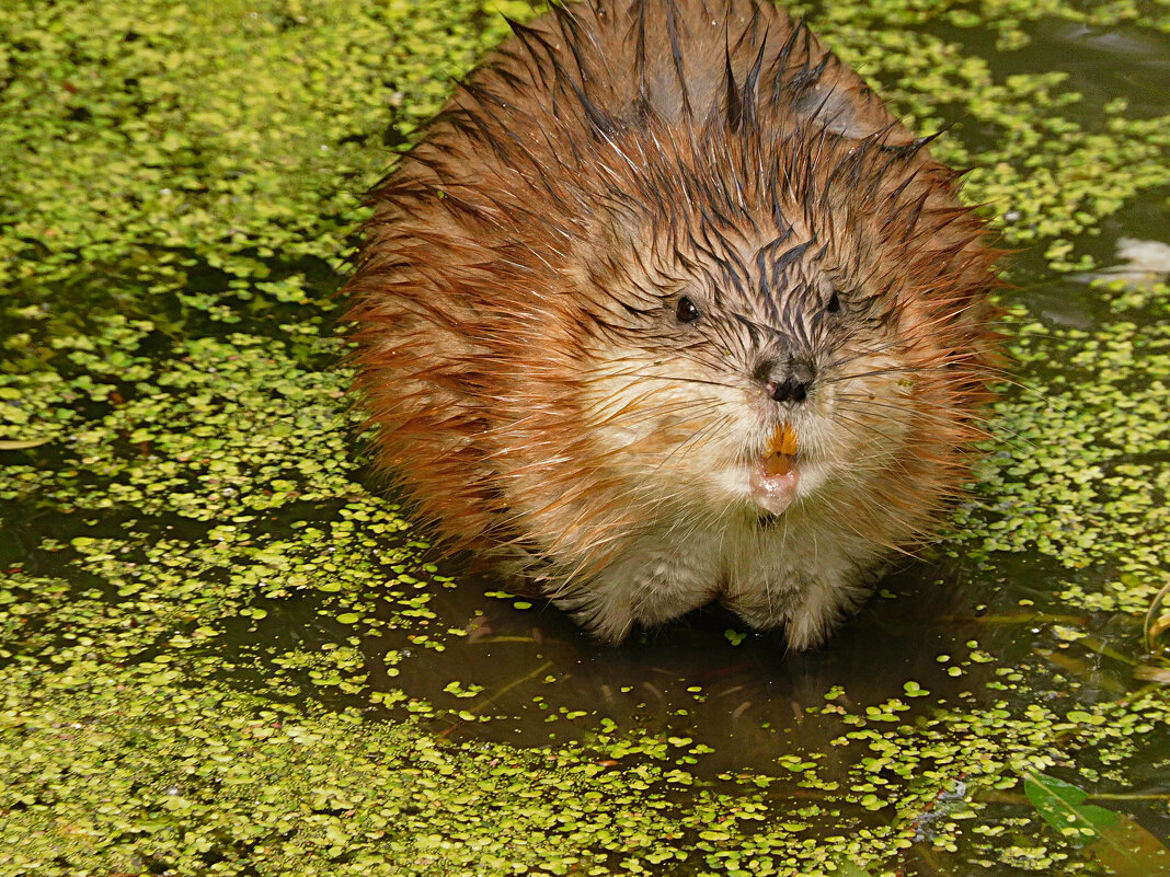 Ондатра - Лина 