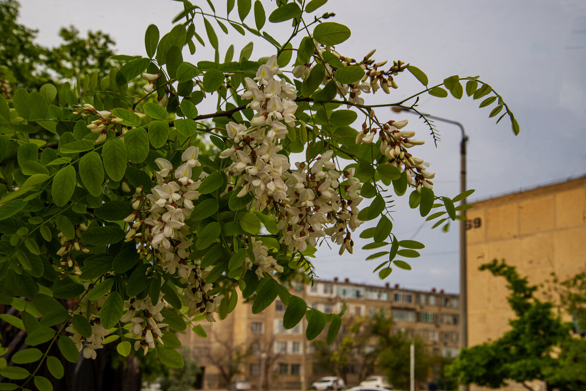 Акация - Анатолий Чикчирный