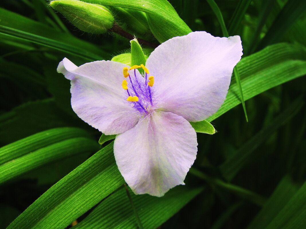 Нежность традесканции - Людмила Смородинская