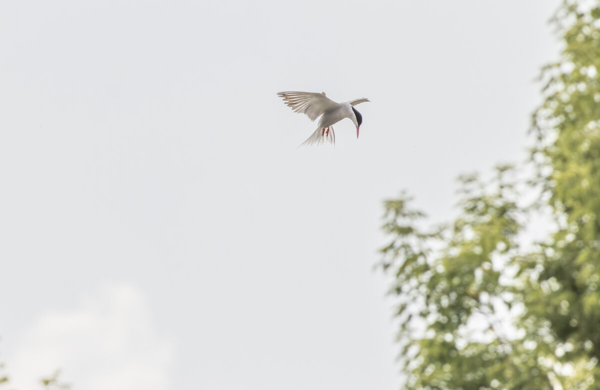 крачка - юрий макаров