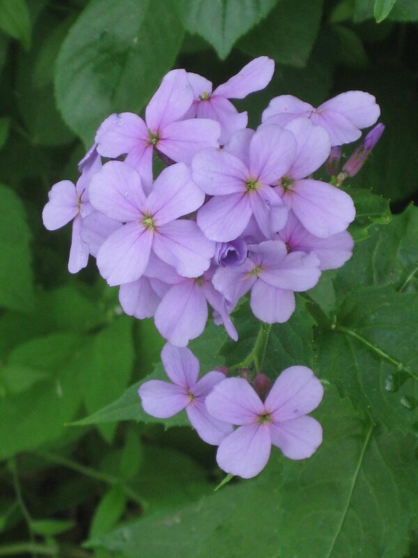 Крестоцветное - Дмитрий Никитин