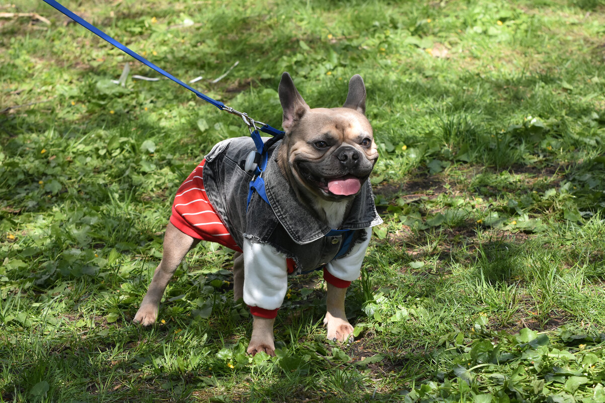 Москва. Парад французских бульдогов в усадьбе «Воронцово». - Наташа ***** Москва. Парад французских бульдогов в усадьбе «Воронцово». - Наташа *****