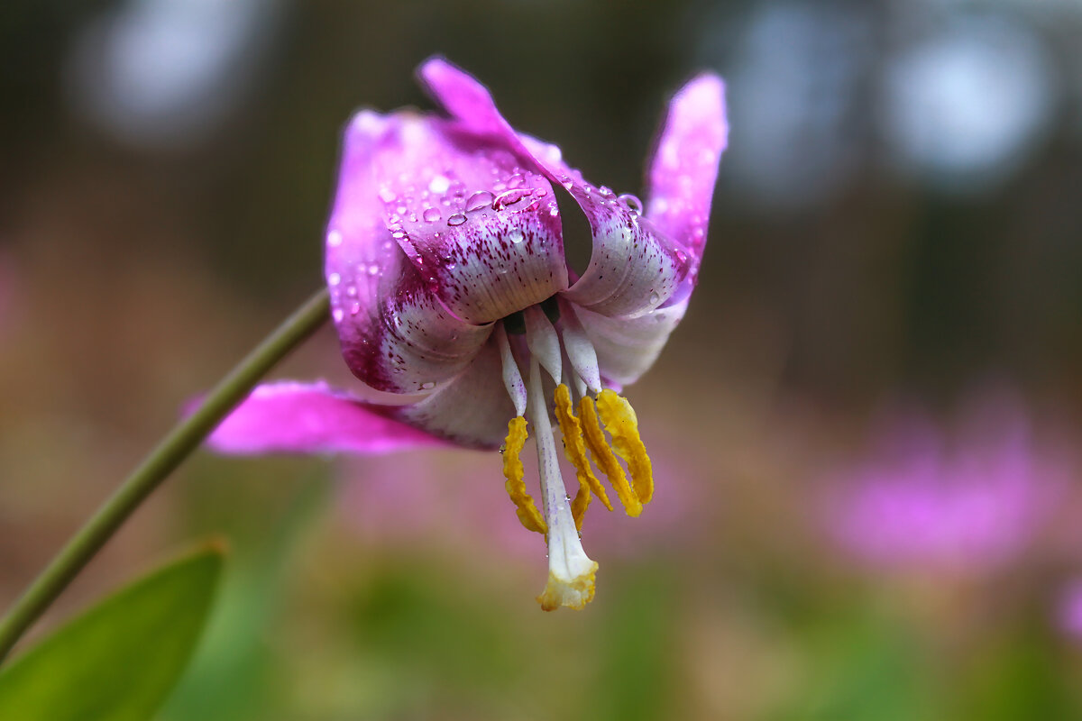 После дождя... - Марина Юдинских После дождя... - Марина Юдинских