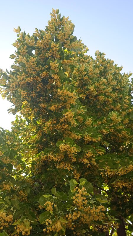 Вот и липа зацвела ! - Елена Шаламова