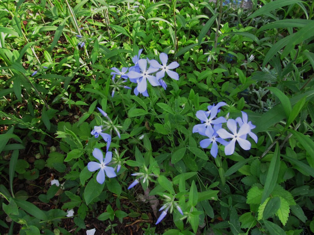 май - Елена Шаламова