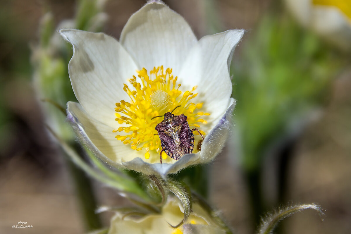 Сон в сон-траве . - Марина Юдинских Сон в сон-траве . - Марина Юдинских