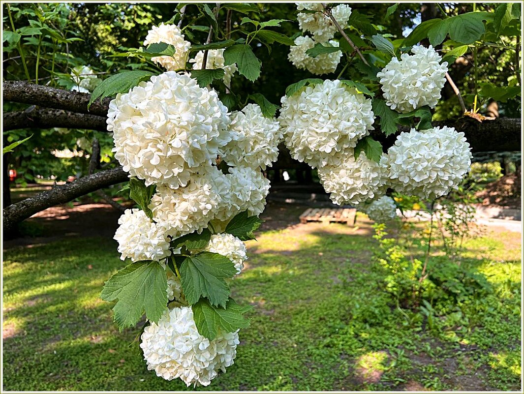 **** - Валерия Комова **** - Валерия Комова