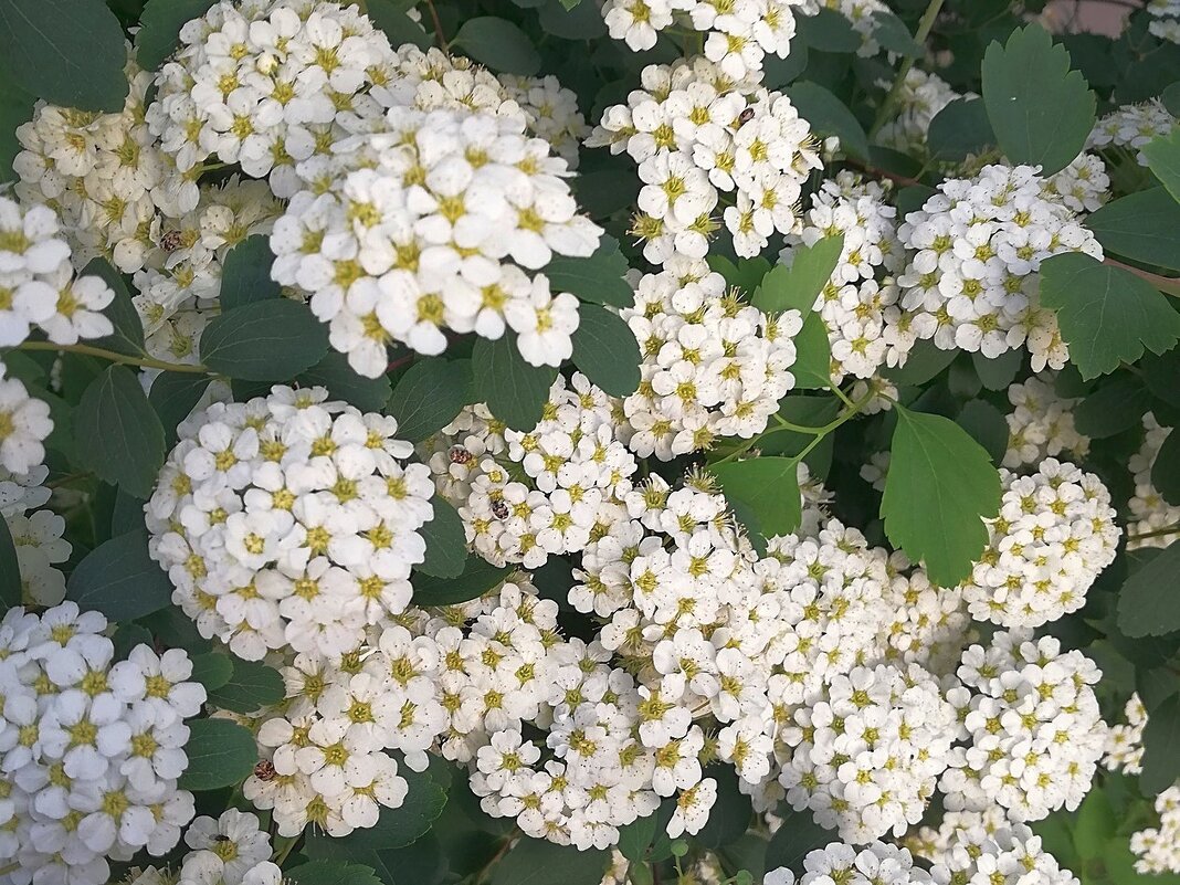 Спирея - Ольга Довженко