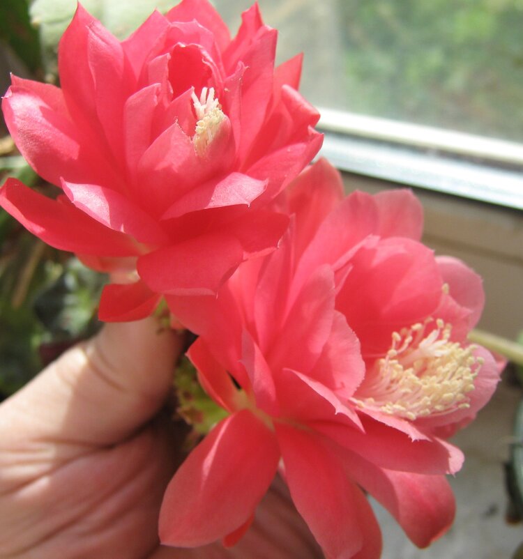 Двое - Елена Семигина