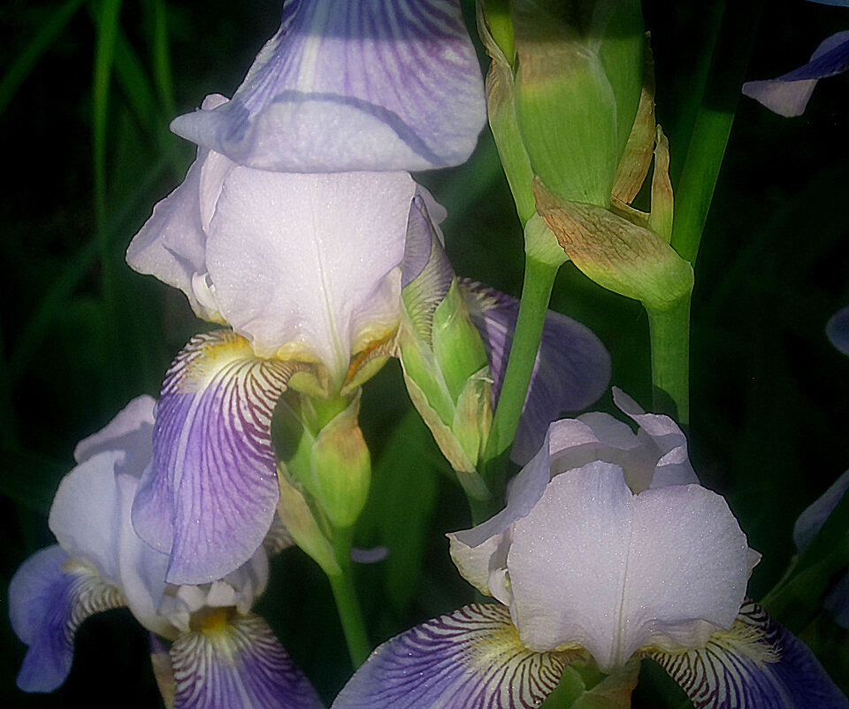 Ирис - Елена Семигина