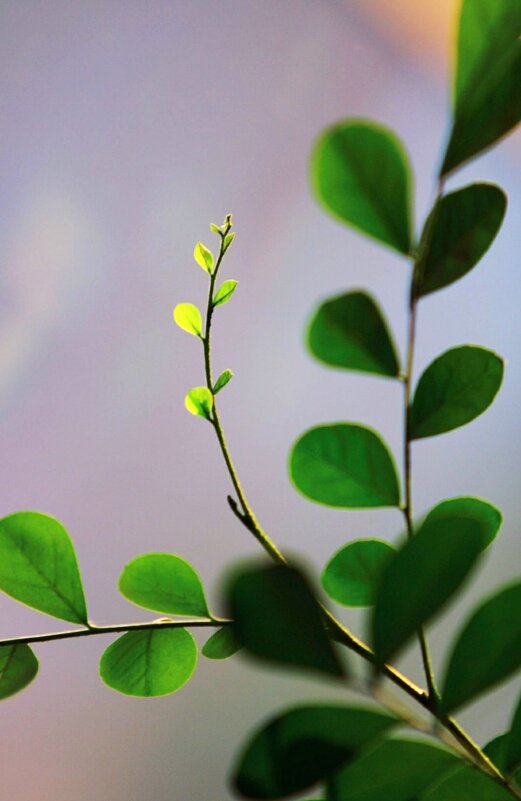 Зелень - Виктор Фоменко