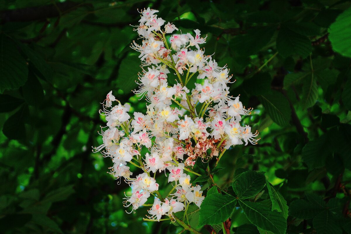 Цветет Каштан - Рита Симонова