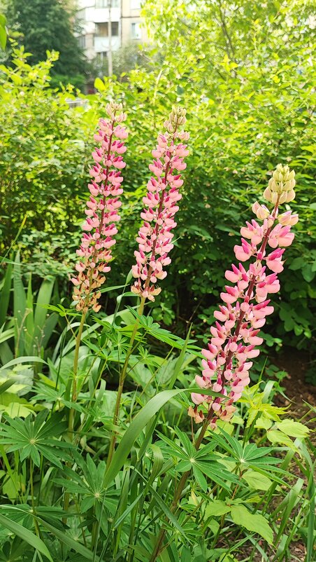 ,,, - Сергей Тимоновский