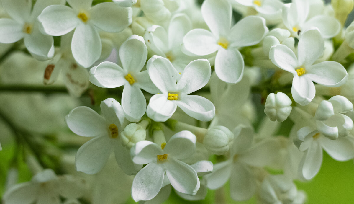 White Lilac | 5 - Sergey Sonvar White Lilac | 5 - Sergey Sonvar