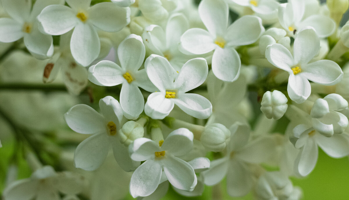 White Lilac | 6 - Sergey Sonvar