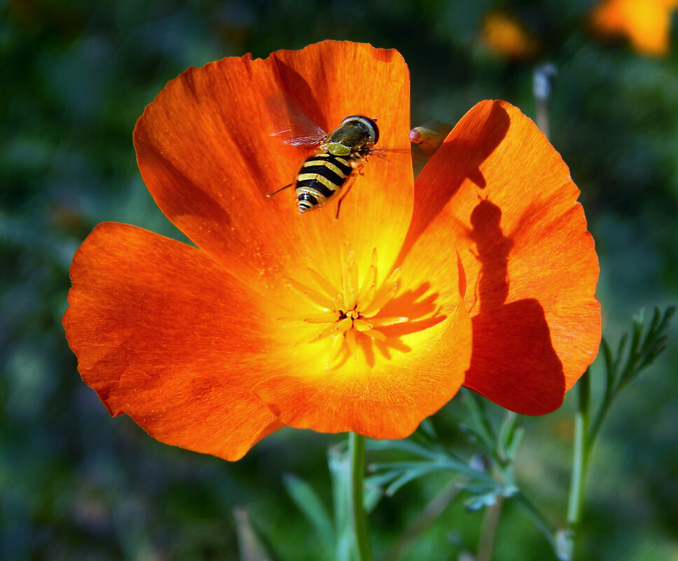 Над цветком - Александр Ковальчук Над цветком - Александр Ковальчук