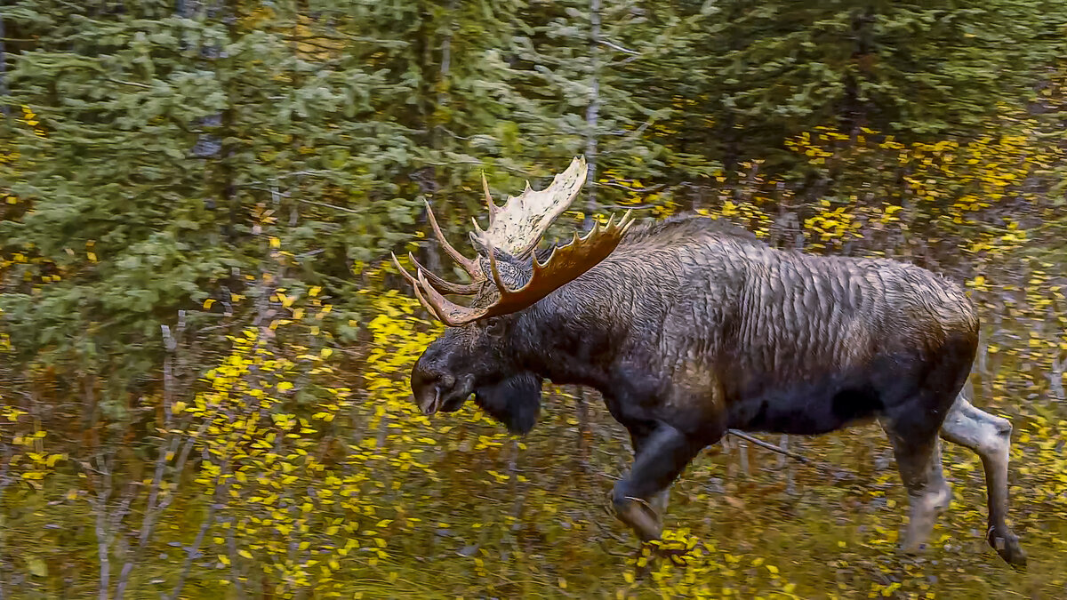 Европейский лось - Aleksey Afonin Европейский лось - Aleksey Afonin