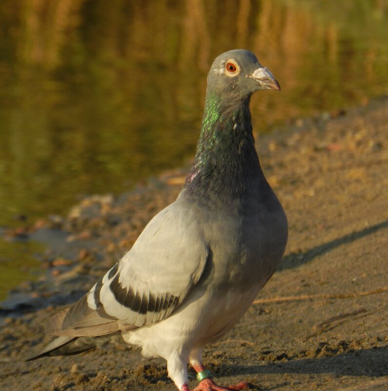 "Жираф" - Александр Кольцов