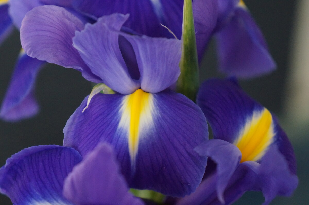 03.06 - Алёна Савина