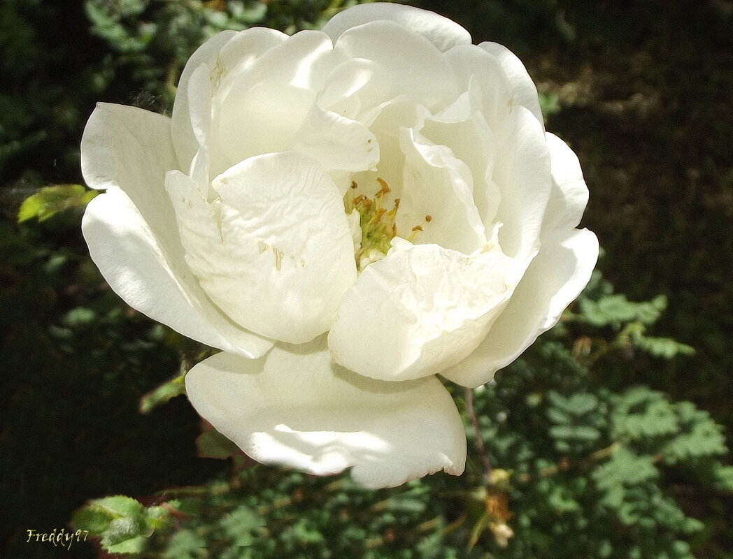 Шиповник - Freddy 97 Шиповник - Freddy 97