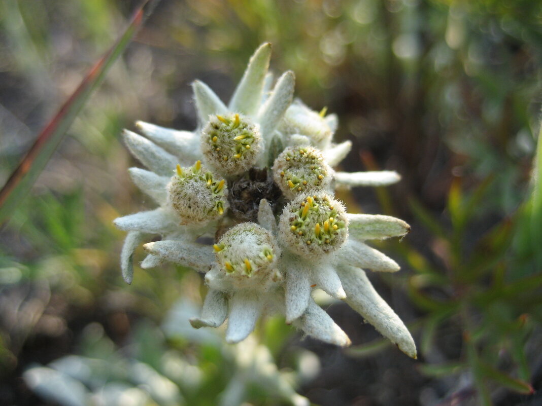 Эдельвейс - Anna Ivanova Эдельвейс - Anna Ivanova