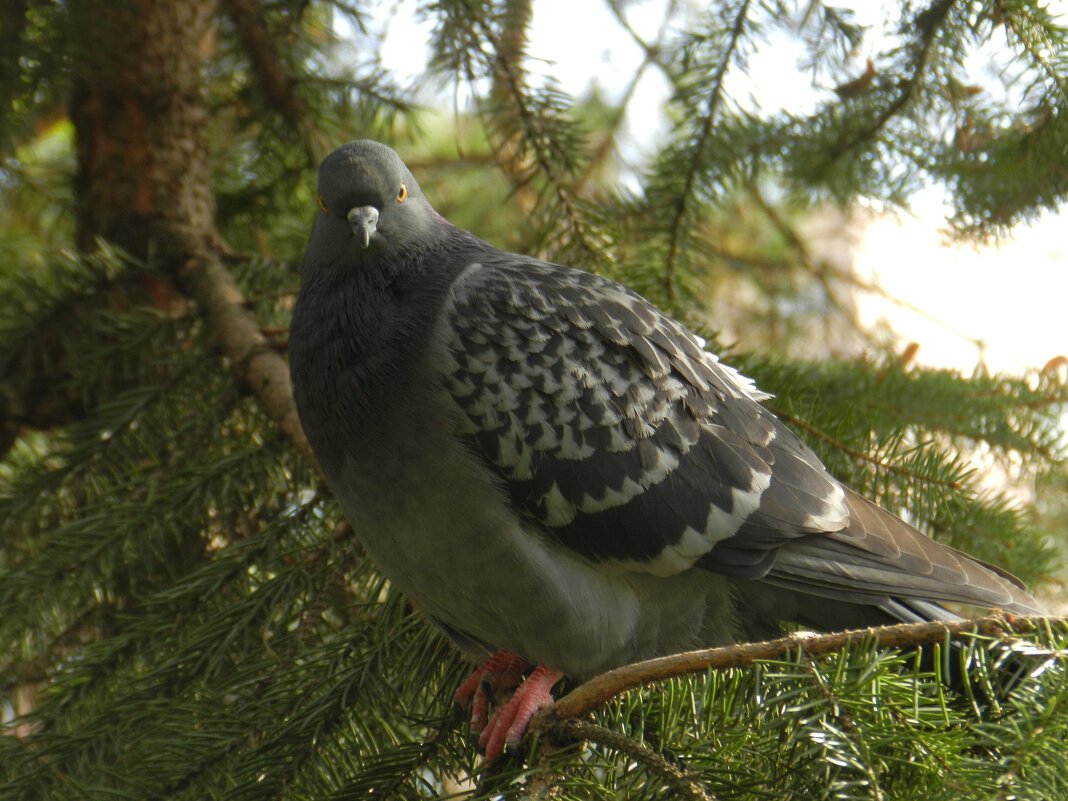 Сизый голубь - Александр Кольцов