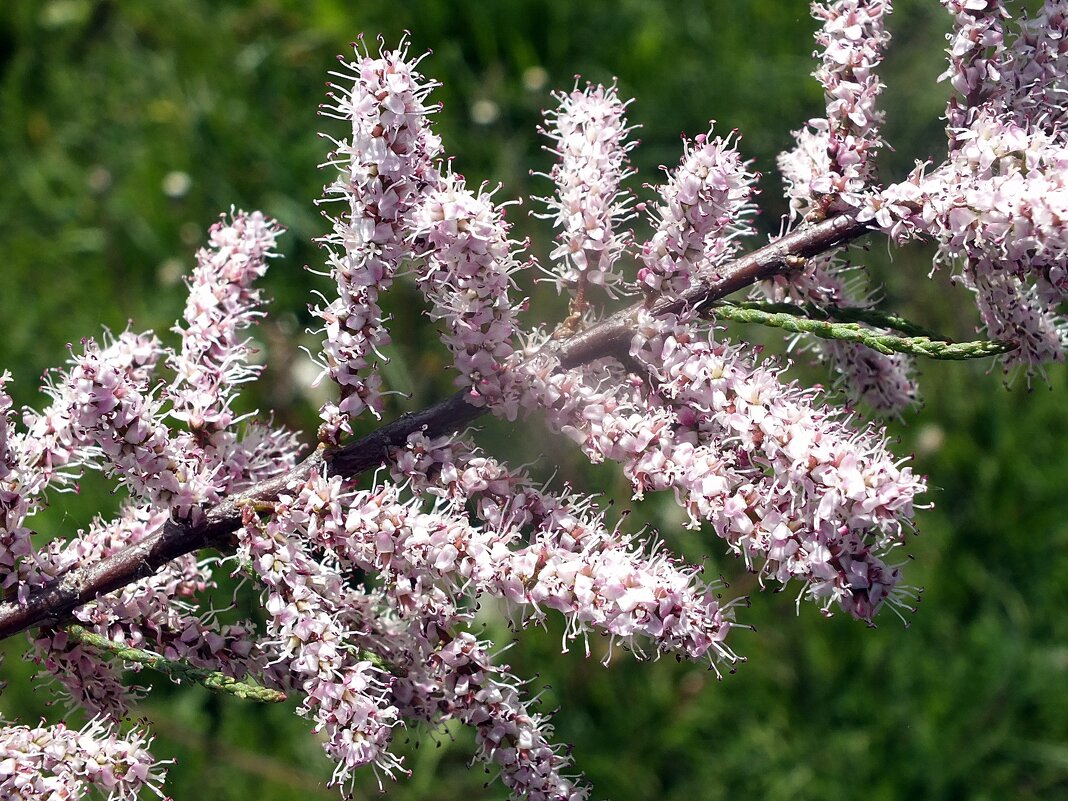 тамарикс кустарник - Зоя Мишина