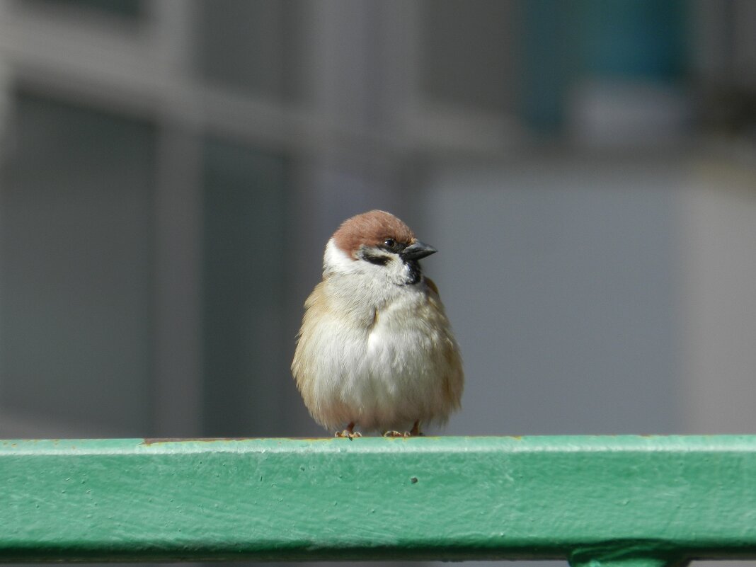 Воробей полевой - Александр Кольцов