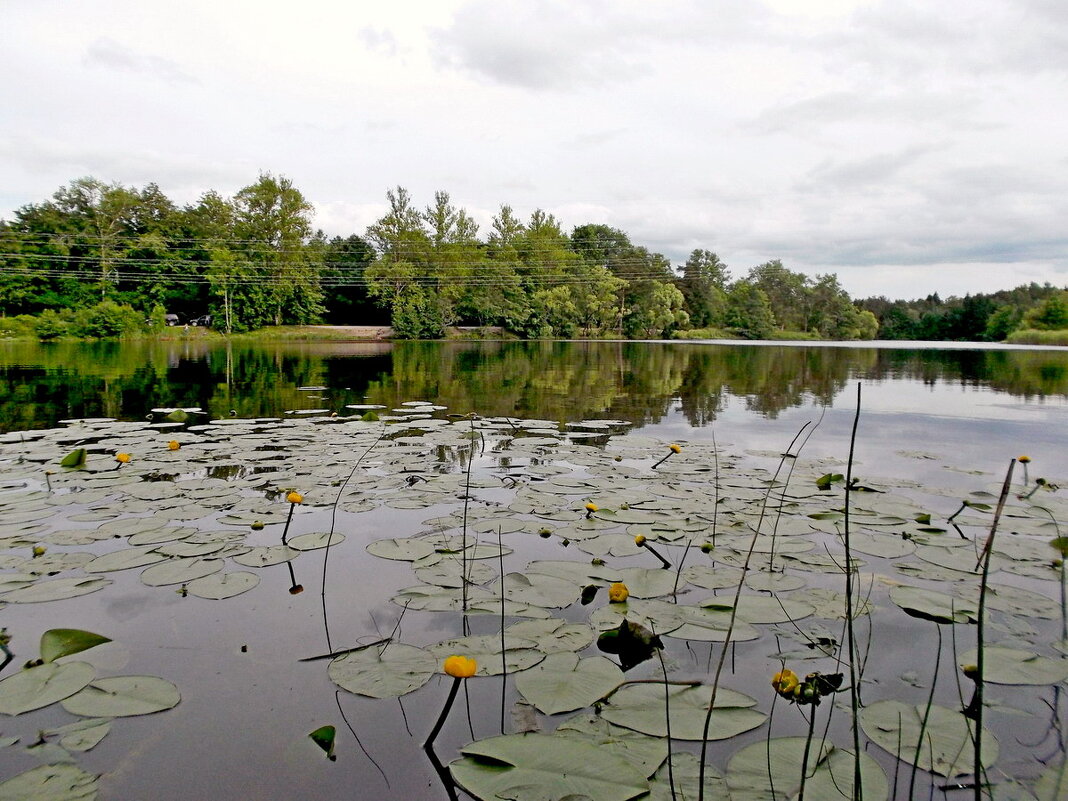 На пруду. - VasiLina *