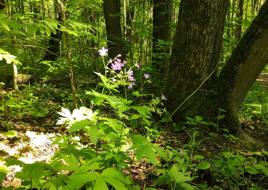 К свету! - Игорь Ч. К свету! - Игорь Ч.