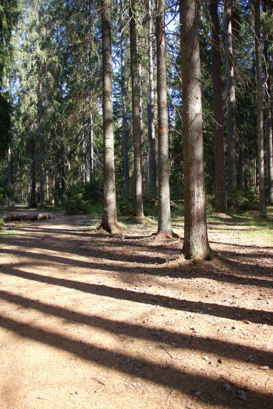 Комарово - Наталья Герасимова Комарово - Наталья Герасимова