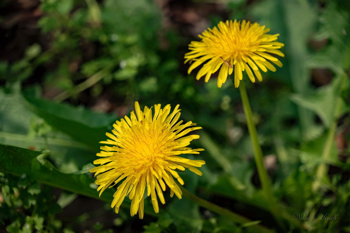 Про одуванчики... - Николай Гирш Про одуванчики... - Николай Гирш
