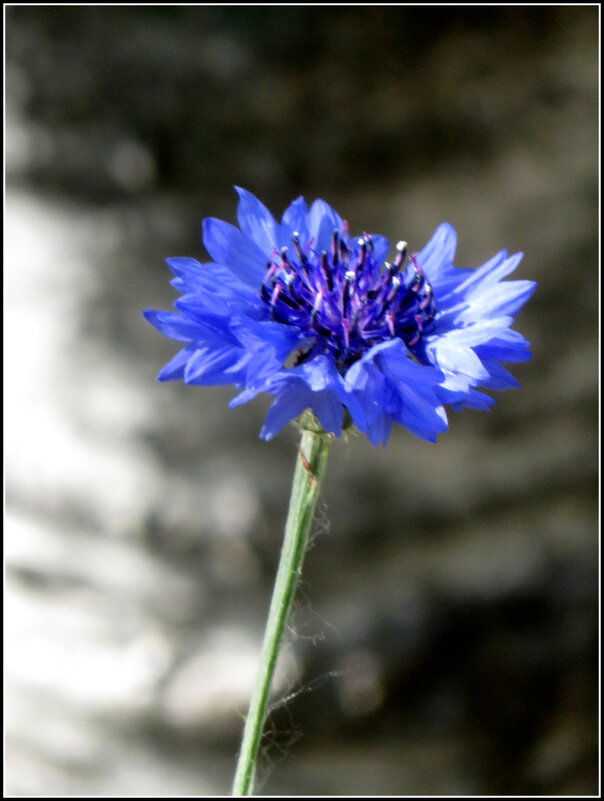 "Ой, милок, ой, Вася-Василёк!" - Егор Бабанов