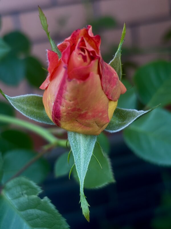 Бутон - Виктория 