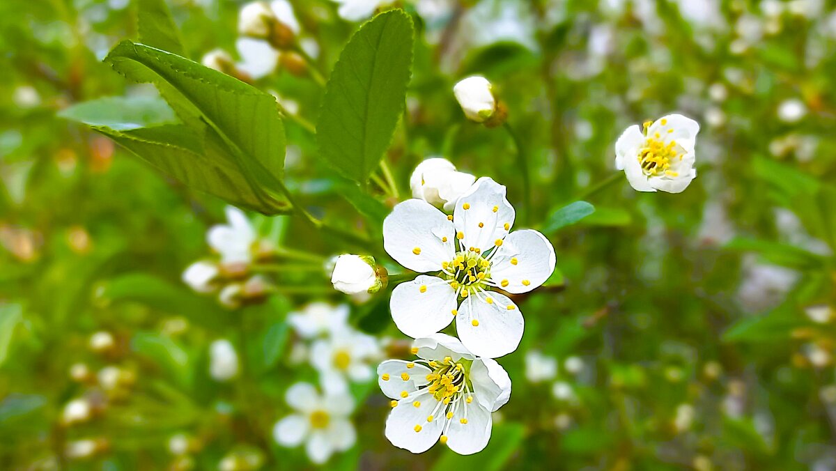 Цветами сыплет над землёю - Hope Цветами сыплет над землёю - Hope