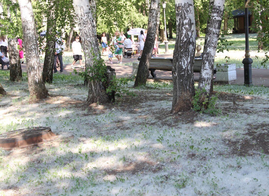 Июнь. - Венера Чуйкова Июнь. - Венера Чуйкова