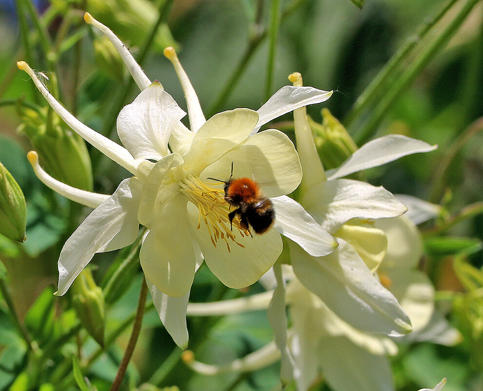 Завтрак в аквилегии - Светлана Завтрак в аквилегии - Светлана