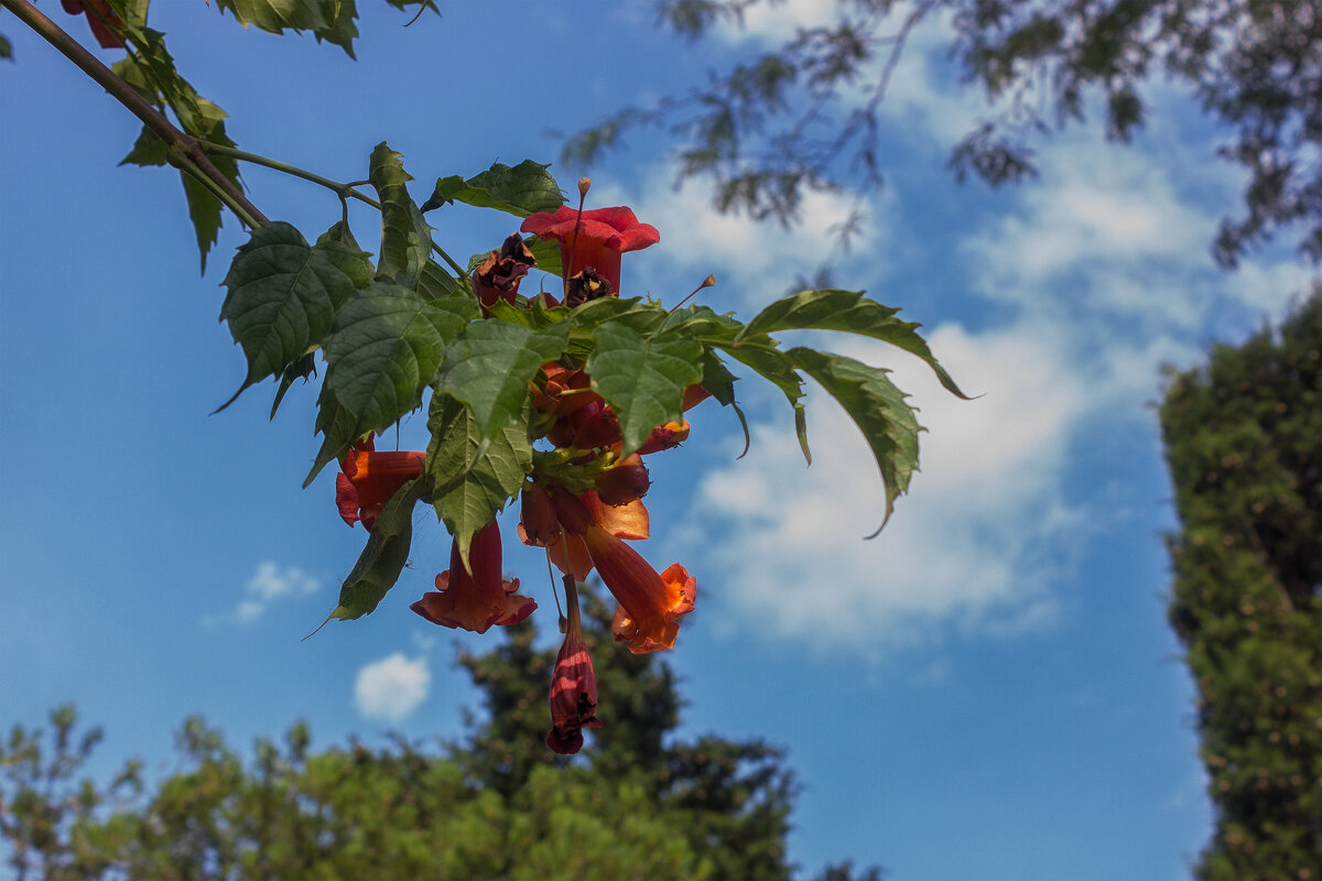 Кампсис в цвету - Дмитрий Костоусов