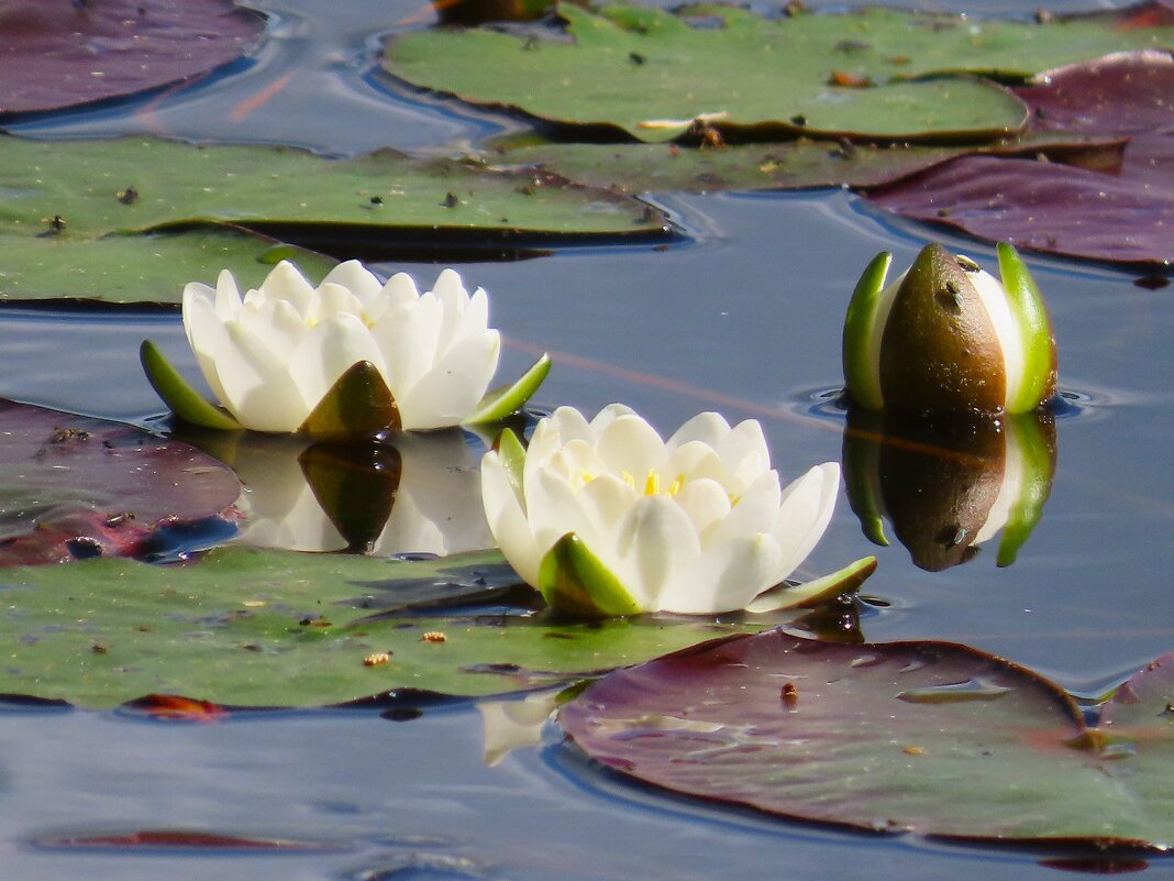 Белые кувшинки - Ольга Митрофанова