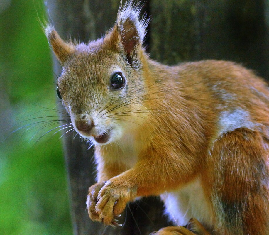Рыжее чудо - седан Рыжее чудо - седан
