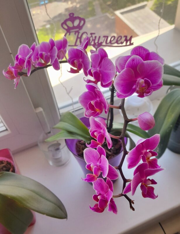 Орхидея . - Мила Бовкун