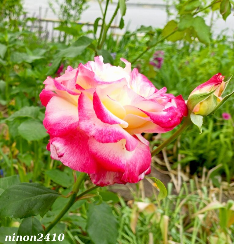 Прелестная роза - Нина Бутко