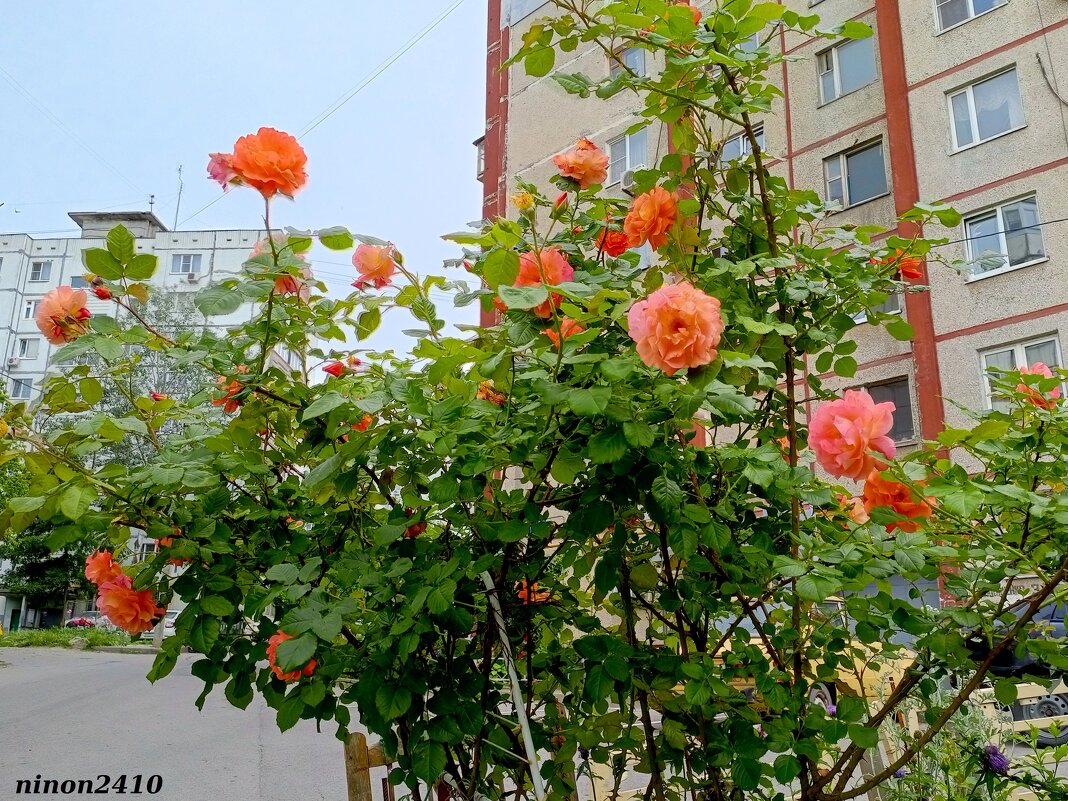 Сезон роз открыт - Нина Бутко