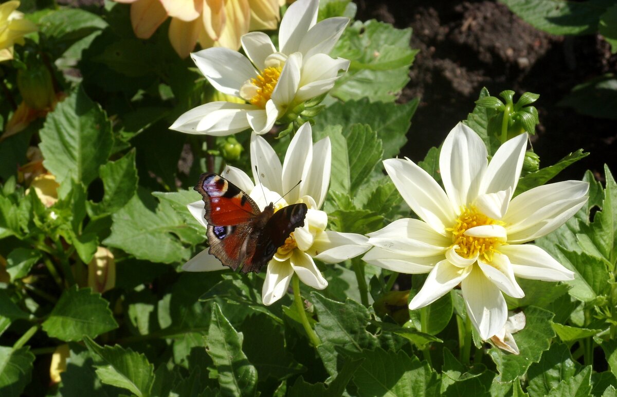 Бабочки летают, бабочки ... - Ирина *** Бабочки летают, бабочки ... - Ирина ***