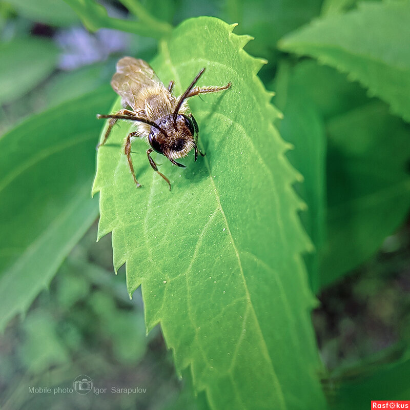Пчёлка - Игорь Сарапулов