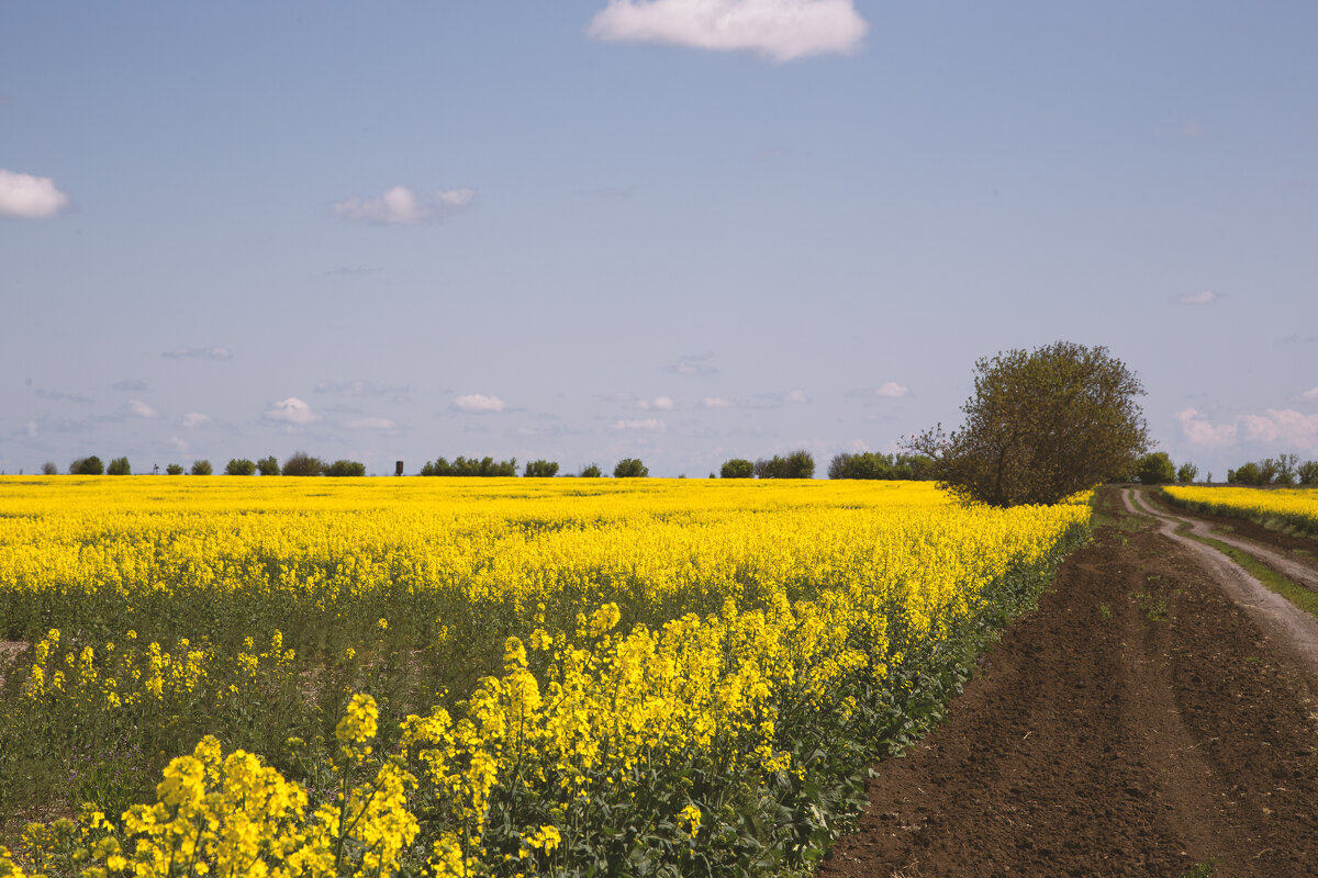 *** - Яна Горбунова *** - Яна Горбунова