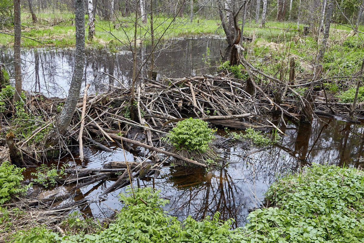 Бобровая плотина на реке Кибелек - Алексей Р.