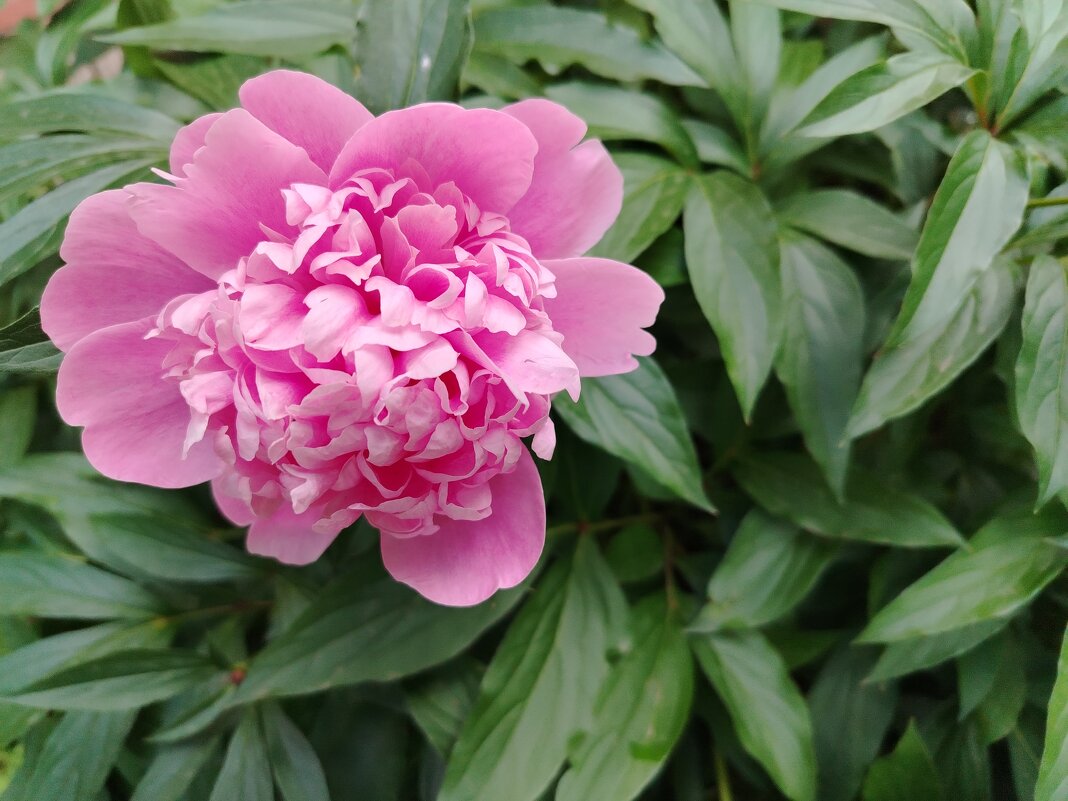 Пион - Надежда 