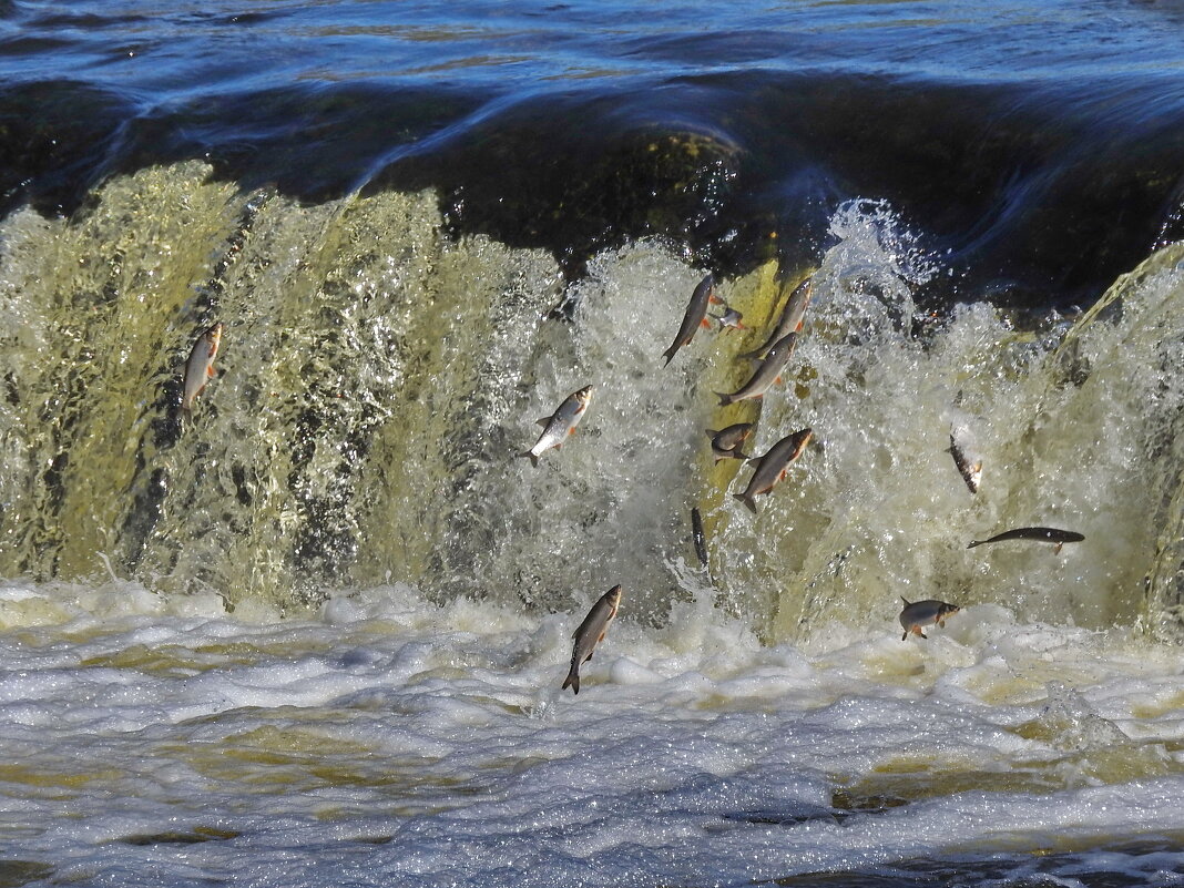 весна - ИННА ПОРОХОВА весна - ИННА ПОРОХОВА